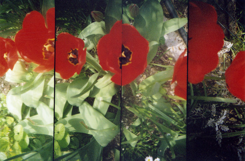 lomo-tulip